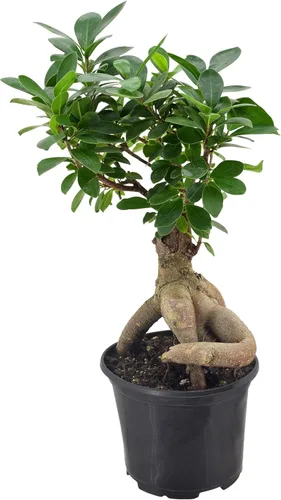 Arcadia Garden Products LV62 - Bonsái de Ginseng Ficus vivo para interiores en maceta de plástico de cultivo de 6 pulg., 15 cm, verde *Vendido por