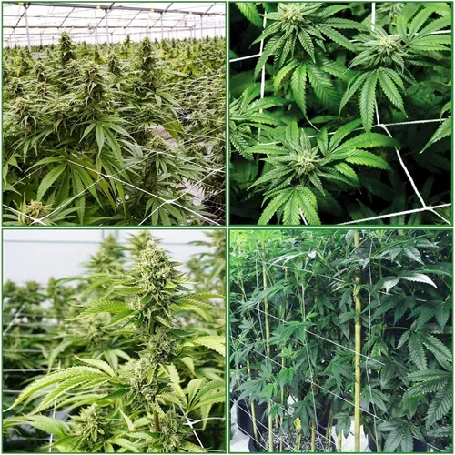 Miniatura 6 de iPower Paquete de 4 redes elásticas de enrejado de 3 x 3 pies con 6 ganchos para plantas trepadoras de invernadero de interiores y exteriores