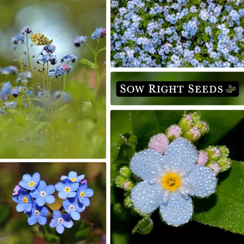 Miniatura 4 de Sow Right Seeds - Semillas Forget-Me-Not para plantar - Variedad de reliquia sin OMG - Memorial para la celebración de la vida - Cultiva flores
