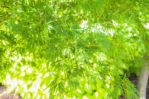 Miniatura 6 de 10 Upright Green LACELEAF Maple Japanese Seiryu Acer Palmatum Dissectum Viridis Tree Seeds