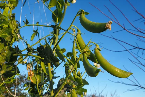 Miniatura 2 de Plant Good Seed Semillas orgánicas de guisantes cascadia Sugar Snap – Paquete de 25, semillas tradicionales para plantar verduras – Suministros