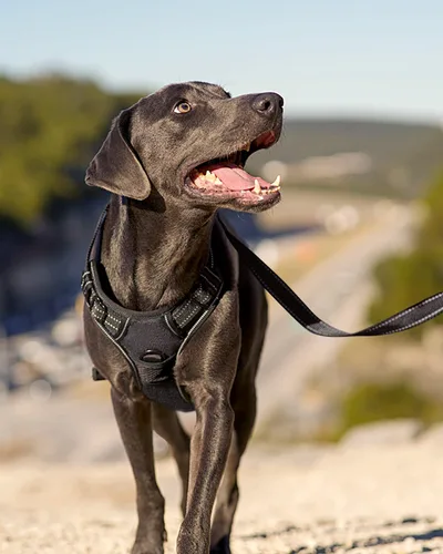 Miniatura 6 de Joytale Arnés sin tirones para perros pequeños, chaleco reflectante para mascotas con clip frontal, arnés acolchado suave ajustable con asa de fácil