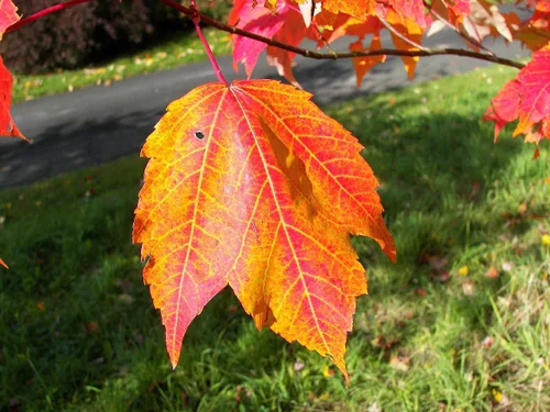 Miniatura 6 de TomorrowSeeds - Semillas de árbol de arce rojo - Más de 50 unidades - para plantar 2026 Acer Rubrum Illinois Roble Escarlata Azúcar canadiense