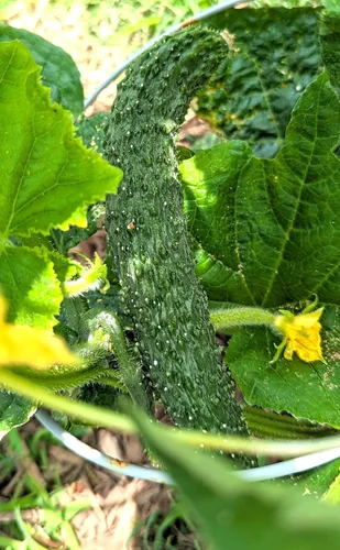 Miniatura 5 de TomorrowSeeds - Semillas de pepino sin eructos de jade de China - Más de 100 unidades - para plantar 2026 Delicioso largo verde oscuro sin amargo