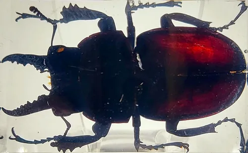 Miniatura 29 de Escarabajo británico Chafer de rosa real de 1.732 pulgadas en resina de lucita cristalina, muestra preservada de cetonia aurata, insectos
