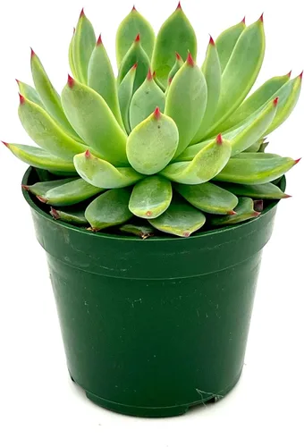 ragnaroc Plantas suculentas vivas – Echeveria Parva, enraizadas en maceta de 4 pulgadas – 1 unidad – Llegada viva garantizada – Plantas de interior