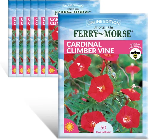 Miniatura 26 de Ferry-Morse Online Edition Tomato Supersweet 100 semillas híbridas – Alta tasa de germinación, sin OGM – Paquete de 8 Tomato Supersweet 100 Hybrid