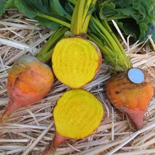 Semillas orgánicas de remolacha dorada Burpee - 0.04 oz ~ 50 semillas - Sin OMG, polinizado abierto, reliquia, huerto y semillas de micro verduras