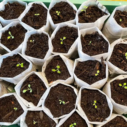 Miniatura 6 de 100 bolsas de cultivo de vivero, bolsa de cultivo de plántulas de tela no tejida para una alta tasa de supervivencia de plántulas, paquetes