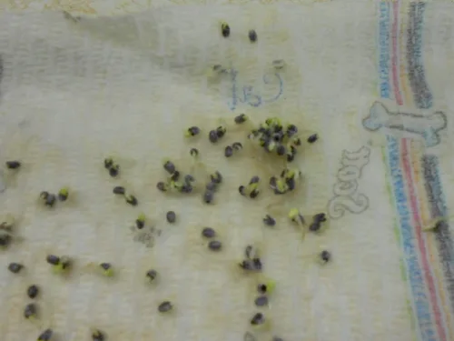 Miniatura 3 de UPC0764425788287 - Semillas de espinela azul (Anagallis monelli) de Robsrareandgiantseeds UPC0764425788287 Sin OMG, orgánico, cultivador de EE. UU.