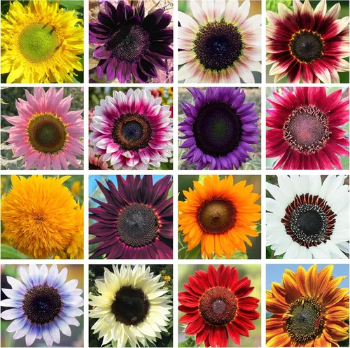 Mezcla de semillas de girasol de reliquia de color rosa, morado, rojo, amarillo, mezcla de variedades enanas gigantes, 100 unidades