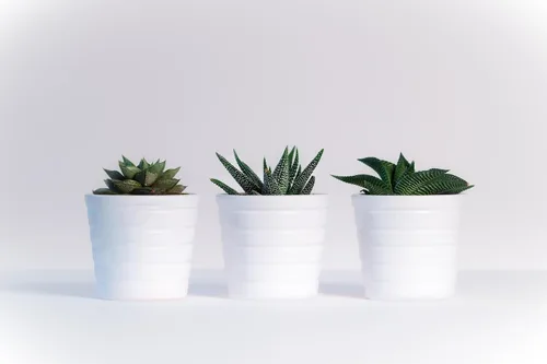 Miniatura 6 de ragnaroc Plantas suculentas vivas – Echeveria Agaviodes Ebony, enraizadas en maceta de 4 pulgadas – 1 unidad – Llegada viva garantizada – Plantas