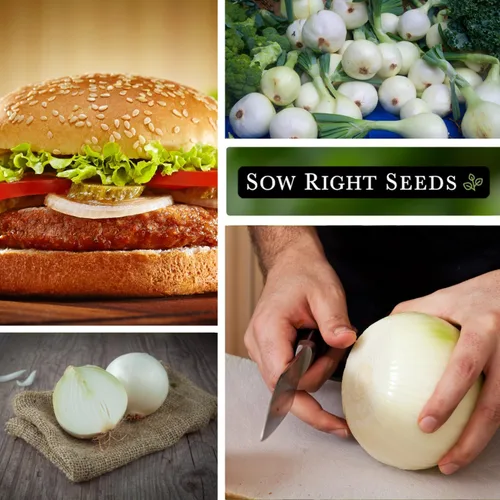 Miniatura 4 de Sow Right Seeds - Semillas de cebolla española dulce blanca para plantar - Variedad de reliquia sin OMG - Ideal para exteriores - Cultiva deliciosas