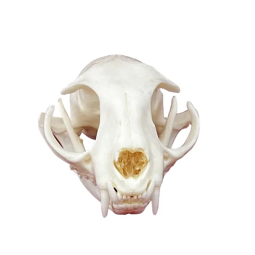 Calaveras de animales reales en taxidermia, espécimen de huesos reales, suministros de taxidermia para educación científica, regalo especial