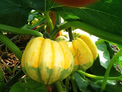 TomorrowSeeds - Semillas de calabaza de carnaval - Más de 30 unidades - Para celebración del festival de siembra 2025, delicata, bellota, calabaza,