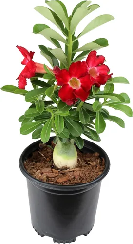 Planta de rosa roja del desierto viva suculenta, maceta de cultivo de 1 galón, planta de rosa del desierto de Adenium, plantas de interior vivas