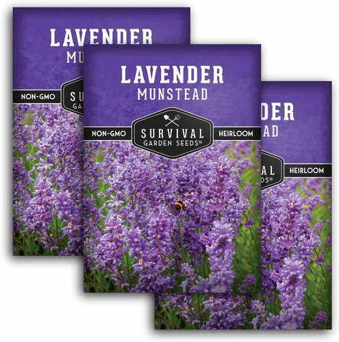 Miniatura 11 de Munstead - Semillas de Lavanda Inglesa para Plantar – Hierba Perenne Enana Compacta Resistente para Jardines Interiores o Exteriores, Flor