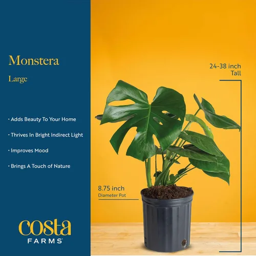 Miniatura 4 de Costa Farms Monstera, planta de queso suizo viva en maceta de plástico, planta de interior grande, perfecta para decoración del hogar, habitación u