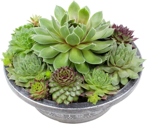 Altman Plants Planta suculenta viva sempervivum no tóxica, regalo en maceta decorativa de 8 pulgadas, suculentas reales para cultivar, gallinas y
