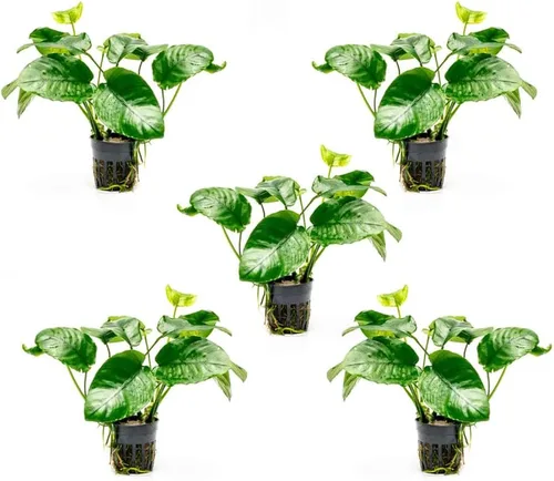 Miniatura 64 de SubstrateSource Plantas vivas – Anubias Hastifolia (Anubias hastifolia) – Luz baja a moderada, hojas en forma de flecha de color verde medio a