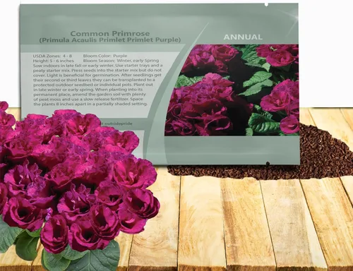 Miniatura 12 de Outsidepride 10 semillas anuales Primula común Primrose Primlet Pink Shades Semillas de flores para plantar