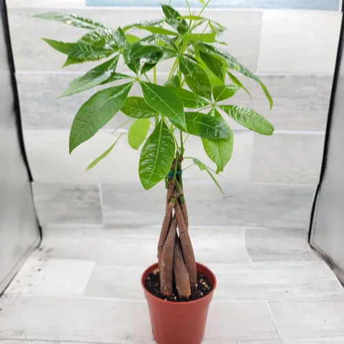 Miniatura 2 de Planta de árbol de dinero, también conocida como Pachira aquatica, plantas de interior tropicales exóticas vivas en maceta de 4 pulgadas, decoración