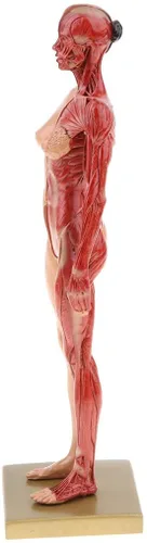 Miniatura 4 de BONEW Resina masculina y femenina de 11.8 in, anatomía anatómica humana, cabeza de cráneo, modelo de cuerpo, modelo de hueso muscular