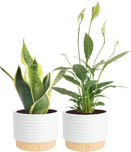 Costa Farms Plantas vivas de interior (paquete de 2), seleccionadas a mano, fáciles de mantener, plantas de interior surtidas en macetas, mezcla