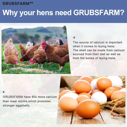 Miniatura 4 de Golosinas de pollo prémium de 2 libras, superiores a los gusanos secos de la harina, sin OMG y 85 veces más calcio que los gusanos de la comida