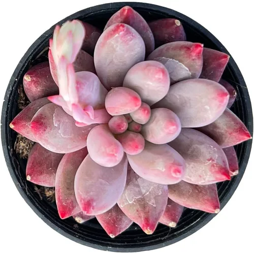 Miniatura 11 de Sprout N Green Golden Jade - Crassula Ovata 'Hummel Sunset', rara planta suculenta linda totalmente enraizada en maceta de 2 pulgadas con tierra