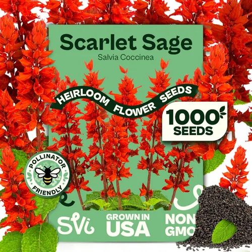 Miniatura 25 de Queen Anne 's Lace- 200 semillas – 50% de descuento venta