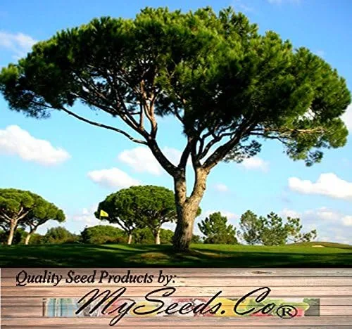Miniatura 6 de Semillas para árbol de pino sin transgénicos de MySeeds.Co