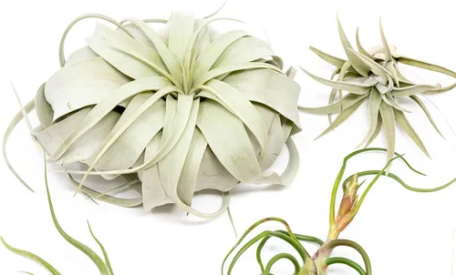 Miniatura 2 de Paquete de 5 plantas de aire grandes de Tillandsia – Xerographica, Juncea, Bulbosa, Caput Medusae y Harrisii, plantas suculentas vivas disponibles