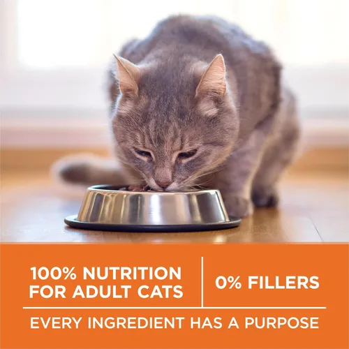Miniatura 7 de Purina ONE Alto en Proteína, Fórmula Saludable Plus Ideal con Pollo, Alimento Seco para Gatos, Fórmula de Control - Bolsa de 7 lb