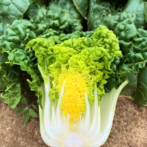 TomorrowSeeds - Golden Heart Bok Choy Seeds - Más de 1000 unidades - para plantar 2026 Amarillo Verde Pok Pak Choi Col cantonesa Plantación de tallo