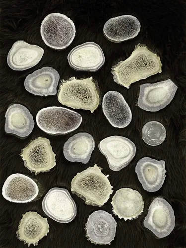 Miniatura 6 de Cuernas/rebanadas de cuernos de ciervo Dakota natural (manualidades, fabricación de joyas, suministros de reborde) (pequeño)
