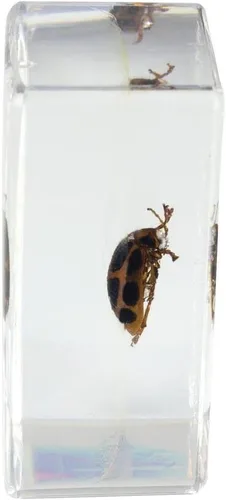 Miniatura 7 de Celestron Bugs 3D reales en resina transparente - Juego de 4 piezas incluye espécimenes de escorpión, cigarrilla, tejedor de orbes y escarabajos
