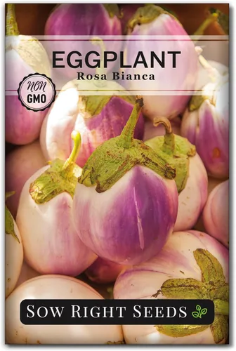 Sow Right Seeds - Semilla de berenjena Rosa Bianca para plantar - Variedad productiva apreciada por los chefs - Paquete de reliquia sin OMG con