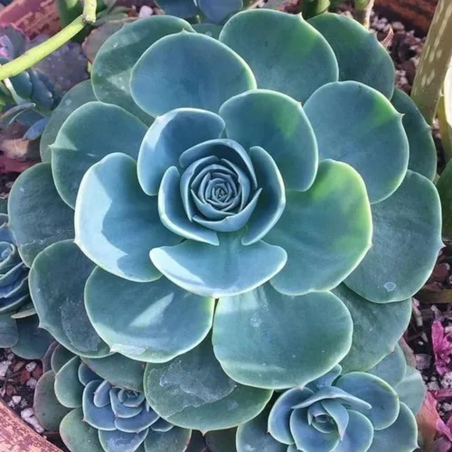 Miniatura 9 de Echeveria Suculents Plantas vivas para plantar, suculentas de Echeveria vivas, plantas de Echeveria vivas, suculentas de Echeveria vivas, suculentas