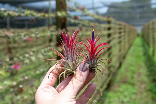 Miniatura 3 de Plantas Aéreas Ionantha Mexicanas - Los colores y la forma varían debido a la estacionalidad - Plantas Suculentas Tillandsia Vivas para Casa