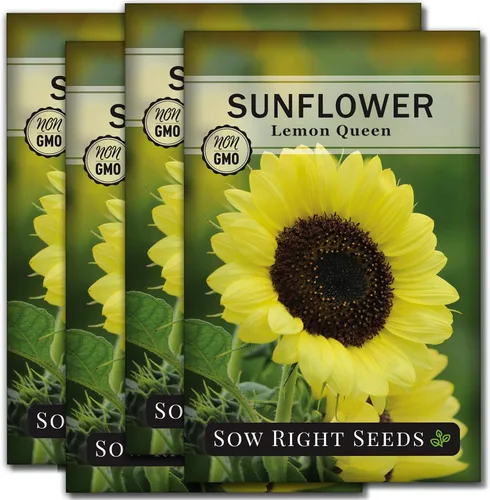 Sow Right Seeds - Semillas de girasol Lemon Queen para plantar - Paquete de reliquia sin OMG con instrucciones para cultivar - Floraciones de color