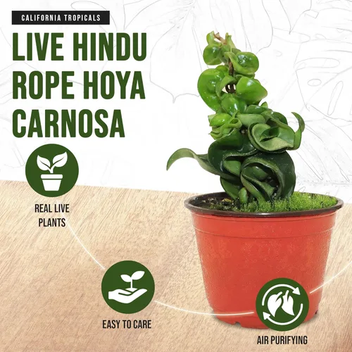 Miniatura 4 de California Tropicals Cuerda hindú viva Hoya Carnosa – Idea única de regalo de planta de interior para decoración del hogar, maceta en una maceta