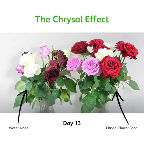 Miniatura 9 de Chrysal Cut Flower - Alimento universal para flores (botella de 0.3 fl oz/L) - (paquete de 2)