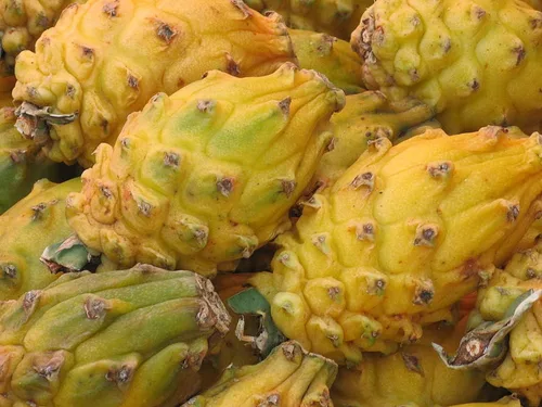 Miniatura 2 de Corte amarillo de la fruta del dragón 8 Inc a 10 Inc longitud para plantar 1 corte