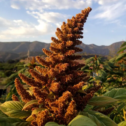 Miniatura 2 de Plant Good Seed Semillas de amaranto naranja gigante chino orgánico para plantar: reliquia guatamalteca de alto rendimiento, hojas verdes - Paquete