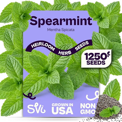 Miniatura 9 de SVI 2000 semillas de albahaca genovesa (Ocimum basilicum) - Paquetes de semillas de albahaca dulce - Semillas aromáticas de hierbas culinarias