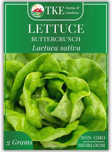 TKE Farms & Gardens - Semillas de lechuga Buttercrunch para plantar, más de 2500 semillas, reliquia, sin OMG, 0.11 oz, jardines interiores y