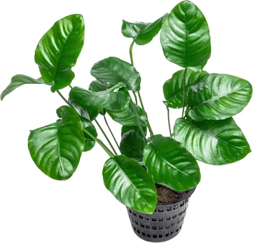 Miniatura 34 de SubstrateSource Plantas vivas – Anubias Hastifolia (Anubias hastifolia) – Luz baja a moderada, hojas en forma de flecha de color verde medio a