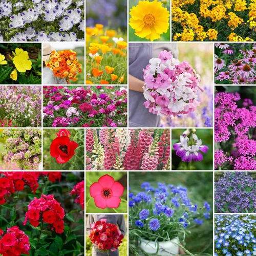 Miniatura 8 de Eden Brothers Semillas mixtas de flores silvestres de área seca para plantar, 1 libra, más de 480,000 semillas con cosmos, margarita africana, lino