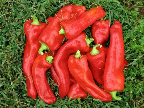 Miniatura 4 de Semillas Gigante Dulce Pimiento Rojo Cuerno No GMO Heirloom